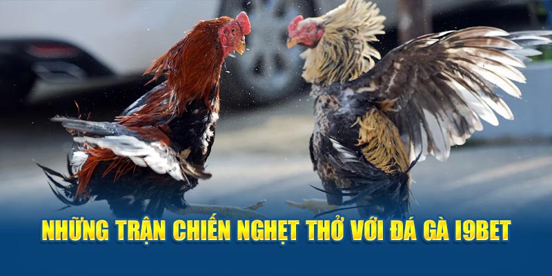 Những trận chiến nghẹt thở với đá gà I9bet 